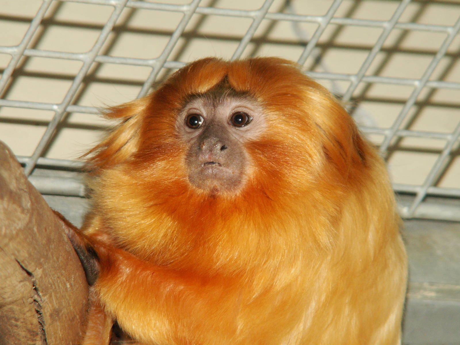 golden lion tamarin