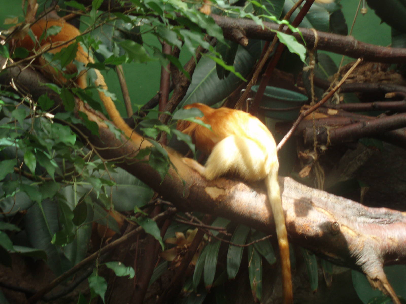 Golden lion tamarin