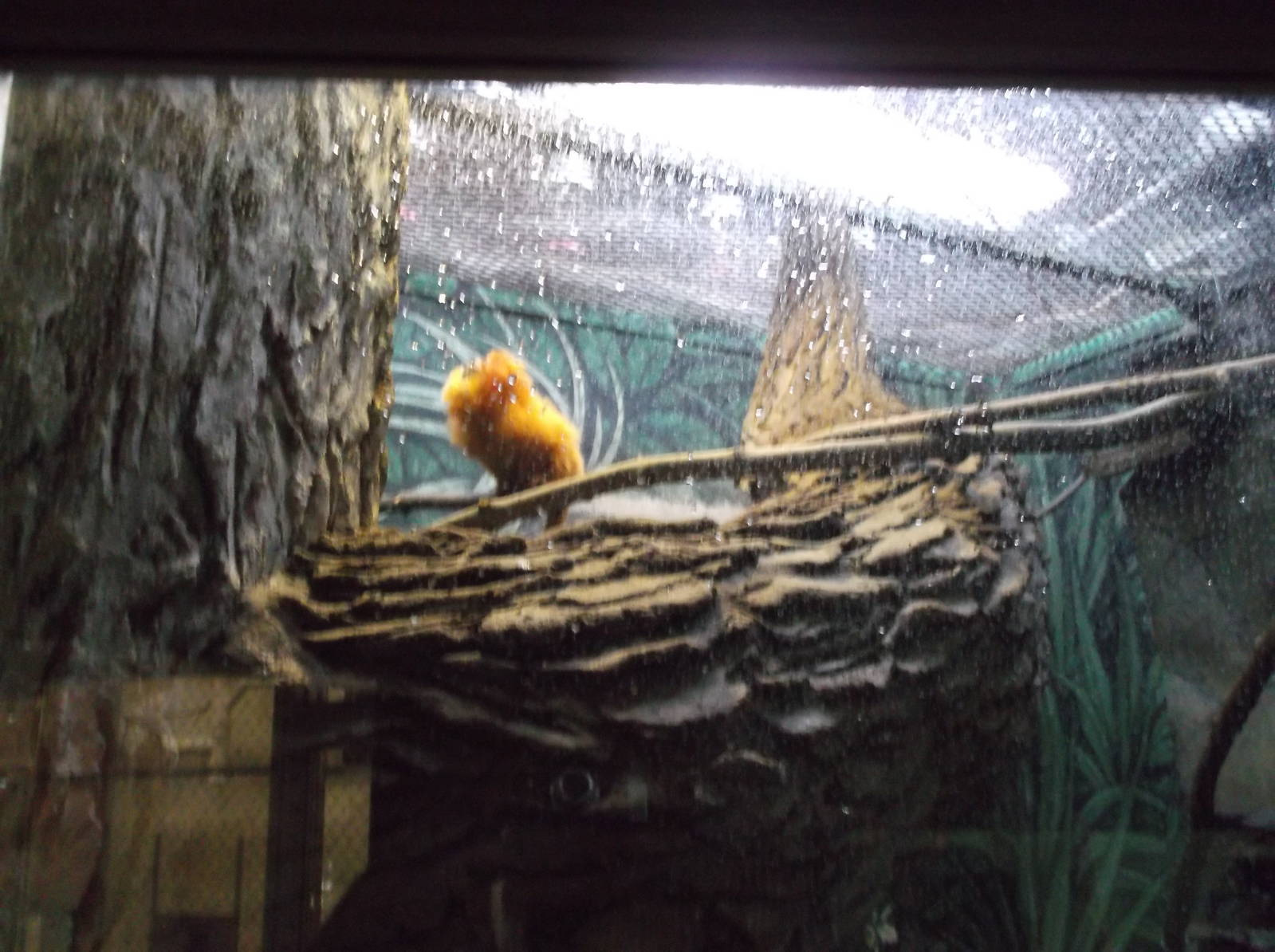 Golden Lion Tamarin