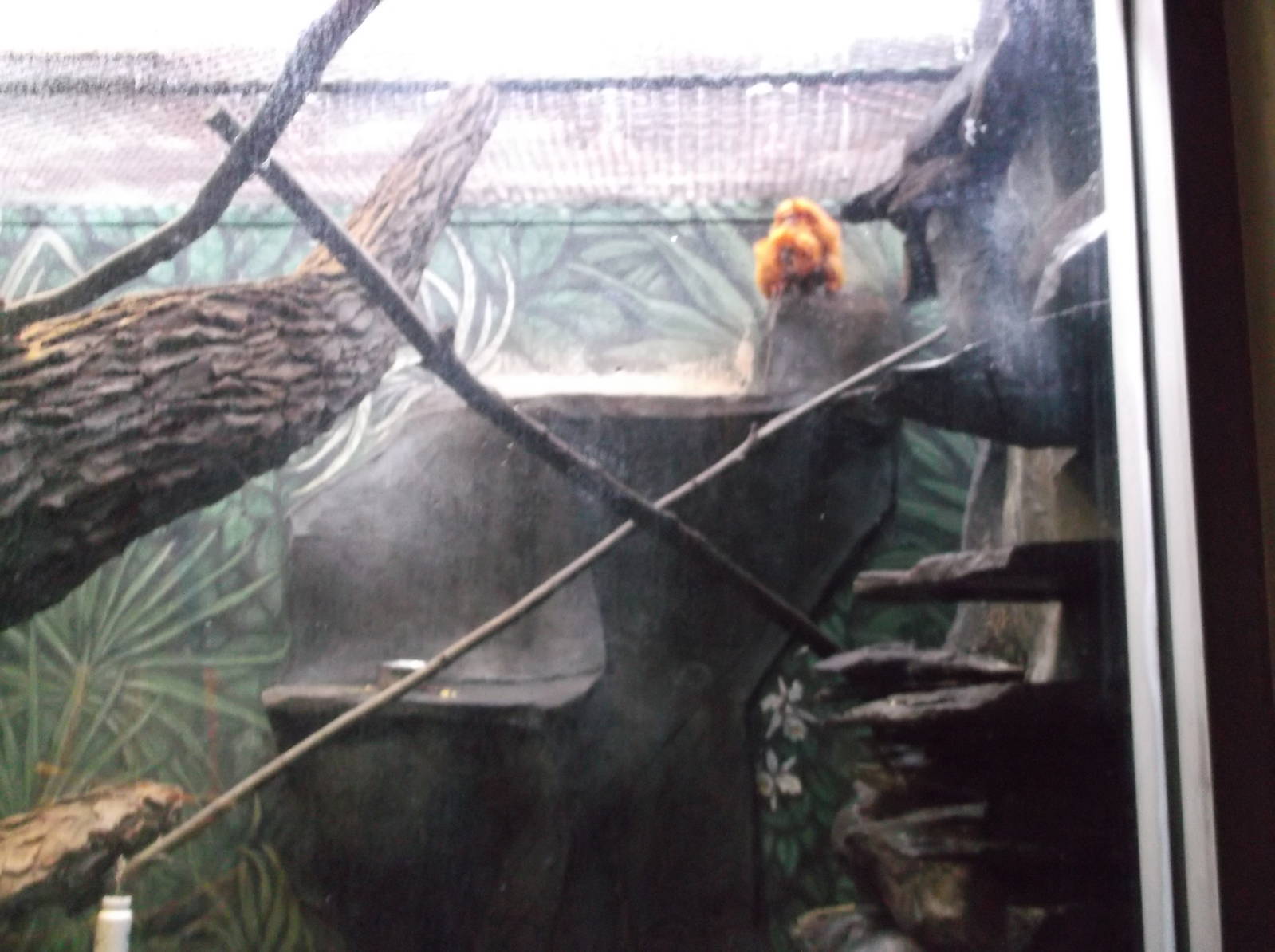 Golden Lion Tamarin