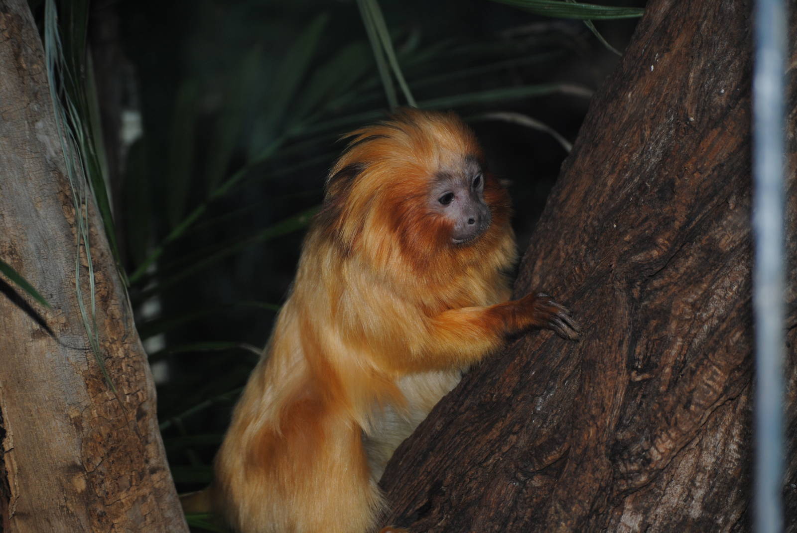 Golden Lion Tamarin