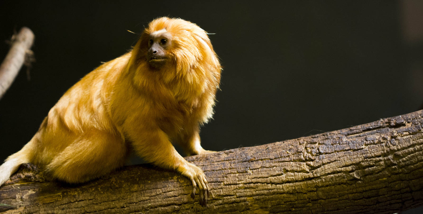 Golden Lion Tamarin