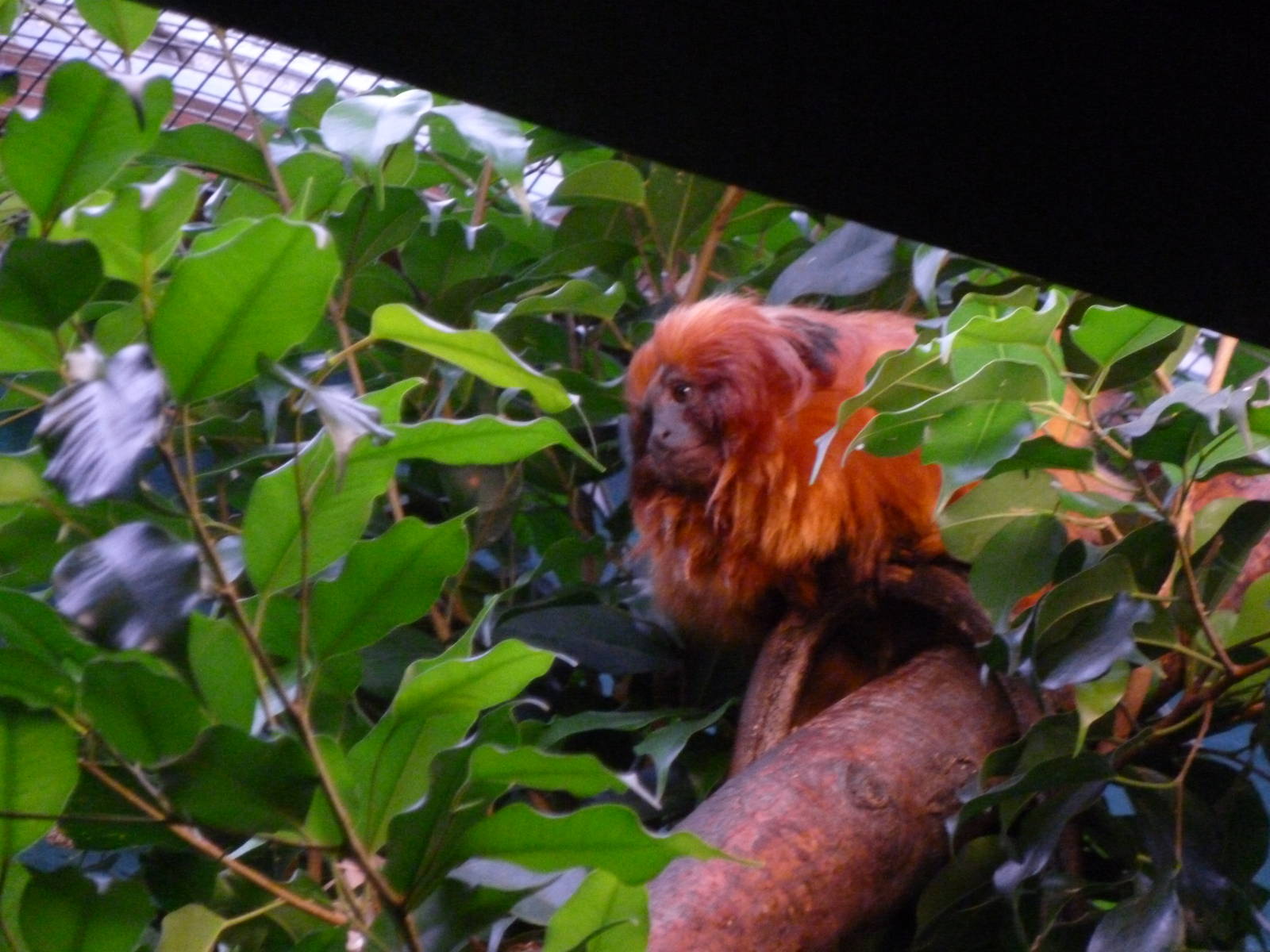 Golden Lion Tamarin