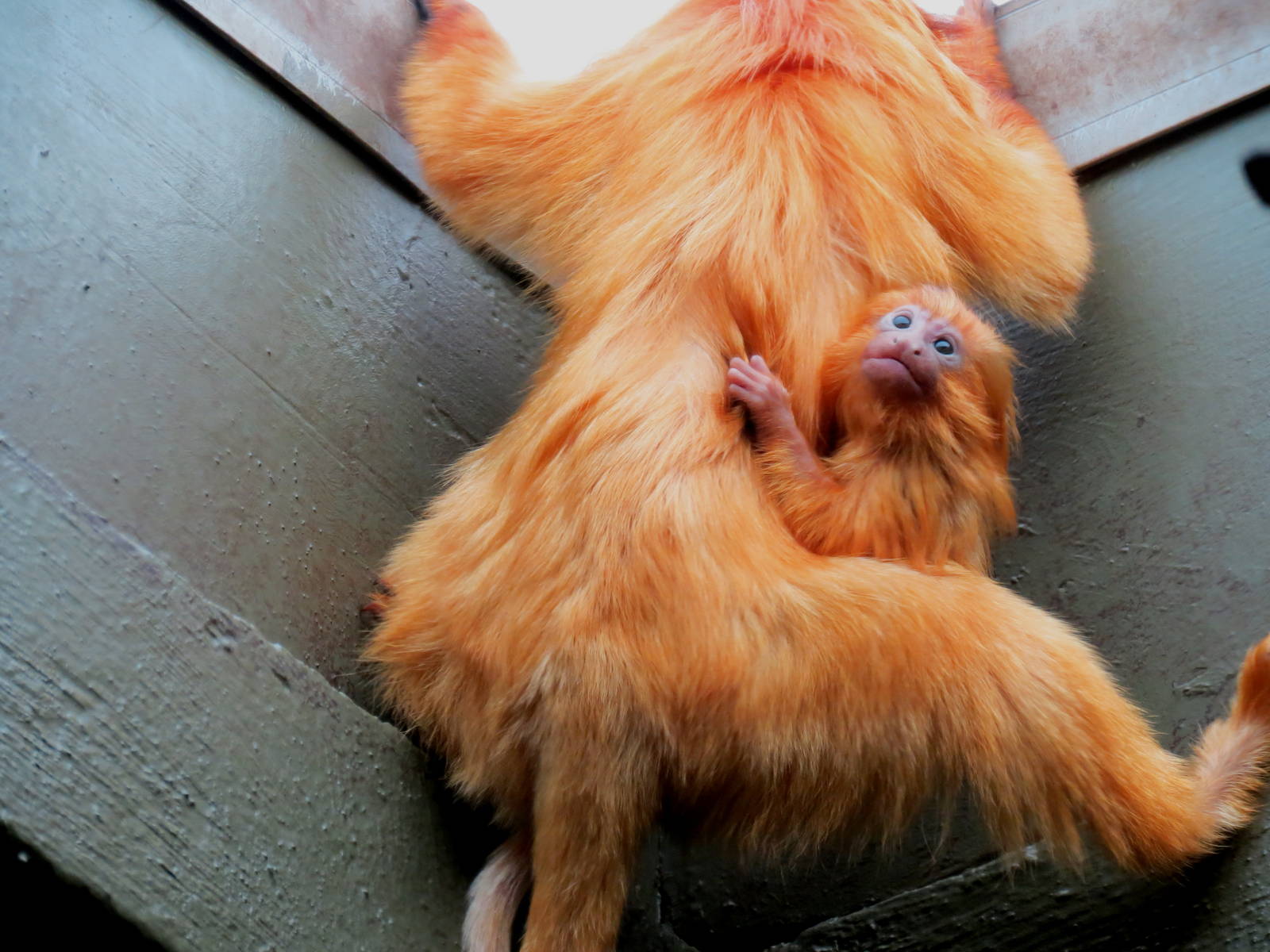 Golden Lion Tamarin