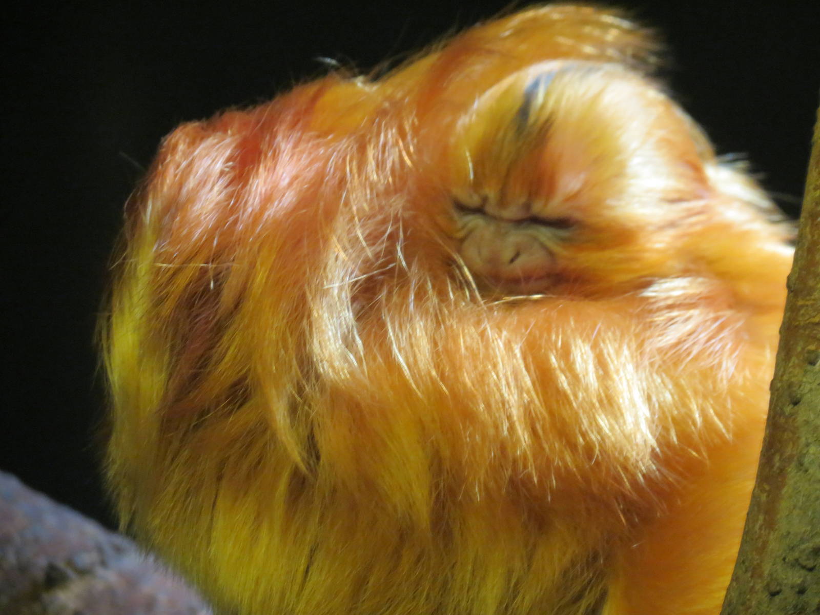 Golden Lion Tamarin