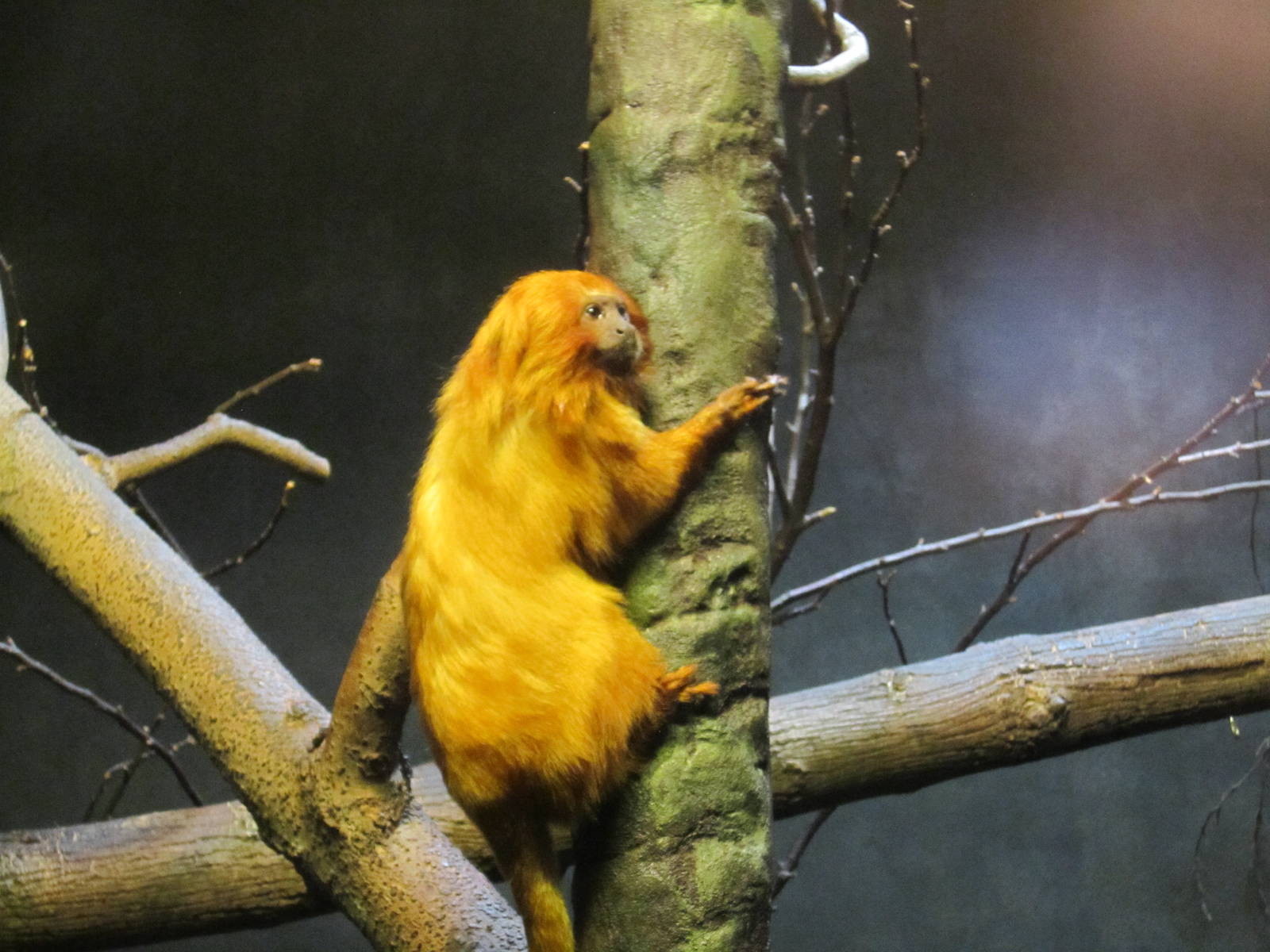 Golden Lion Tamarin