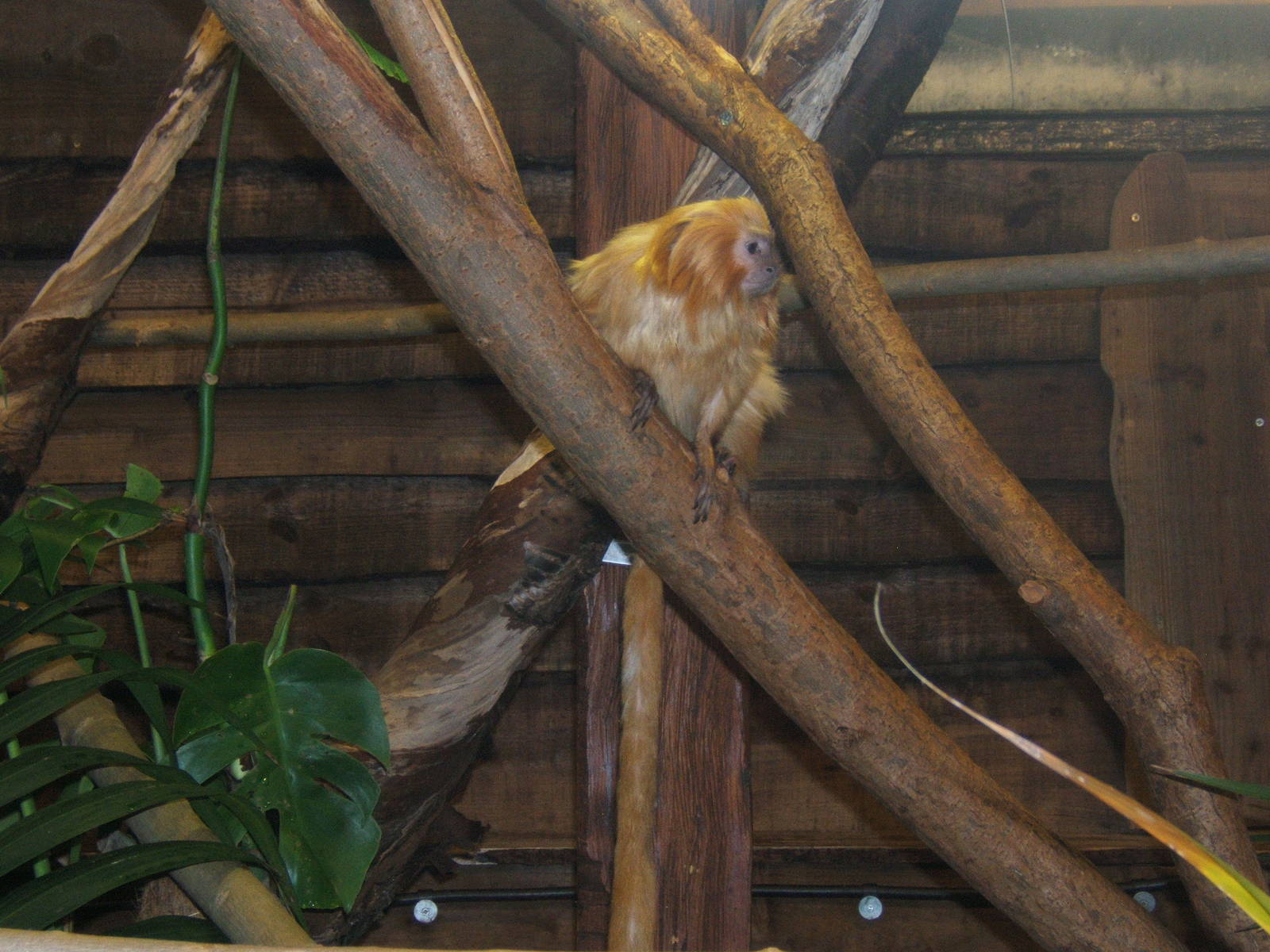 Golden Lion Tamarin