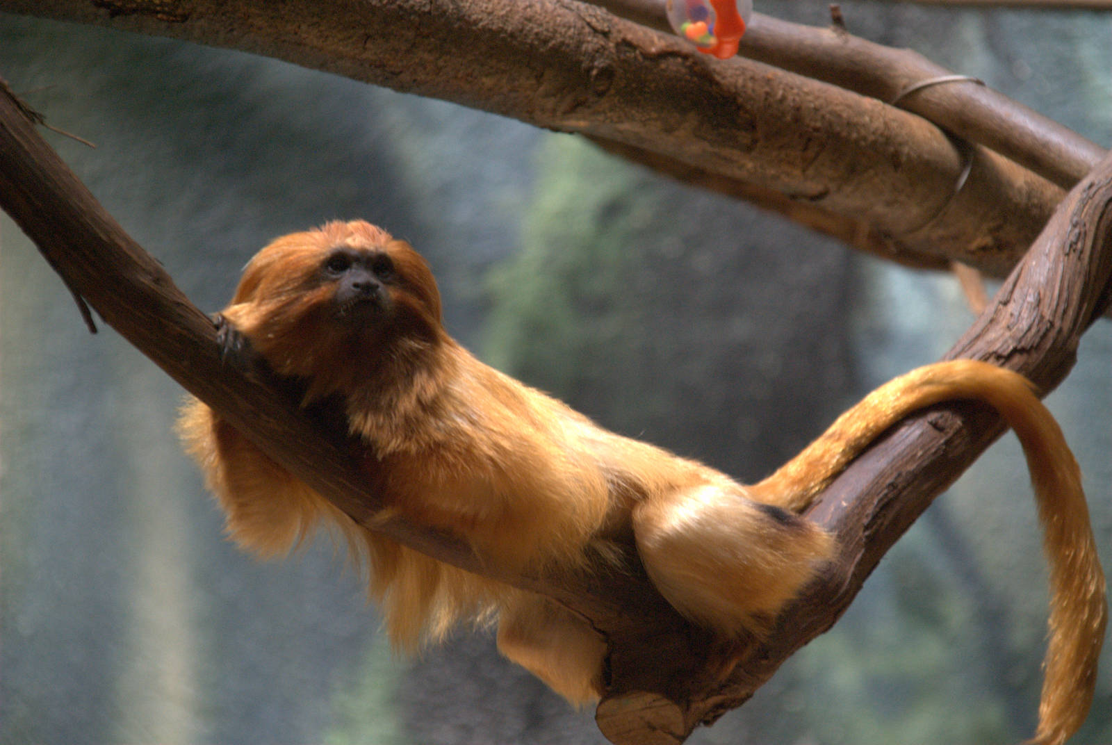 Golden Lion Tamarin
