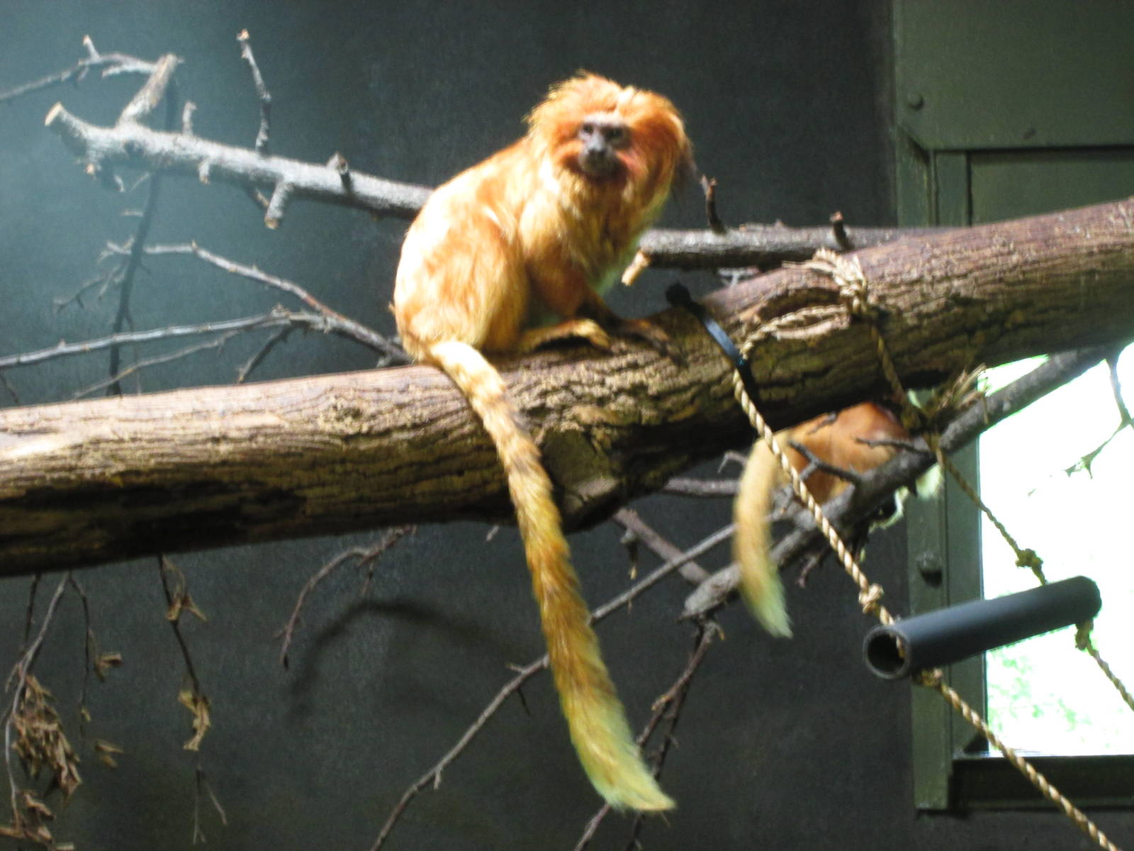 Golden Lion Tamarin