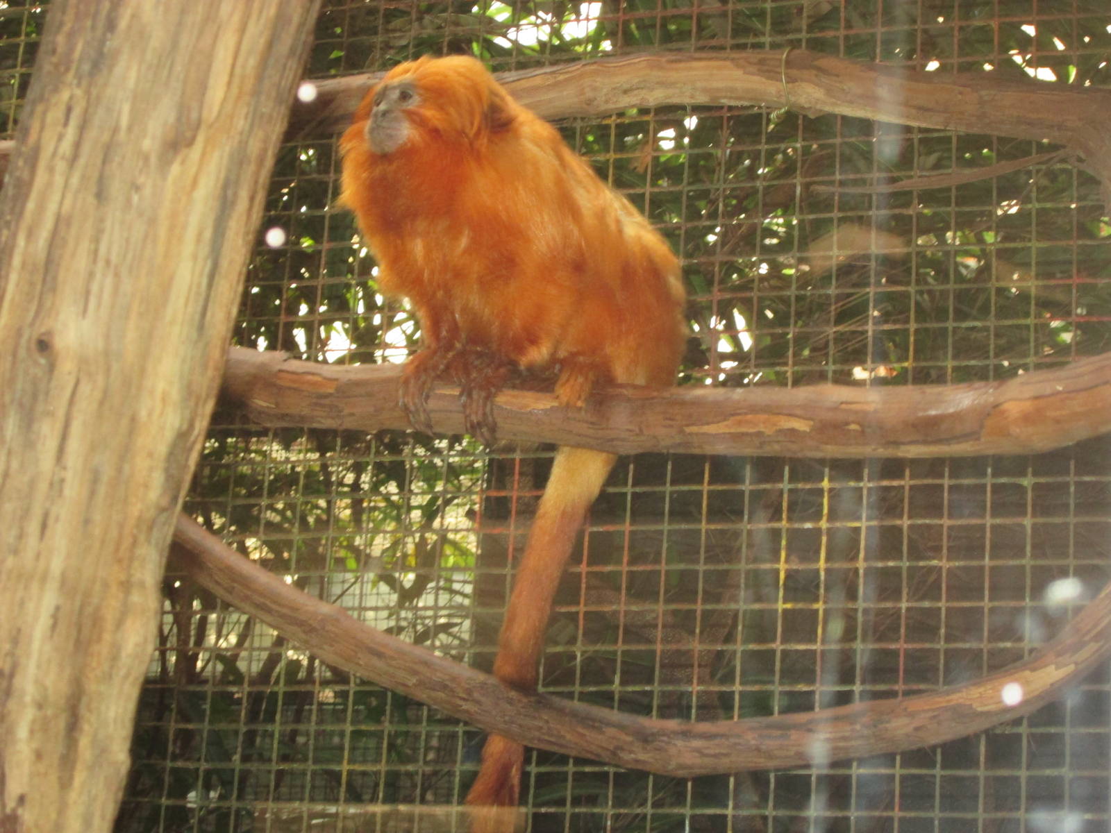 Golden Lion Tamarin