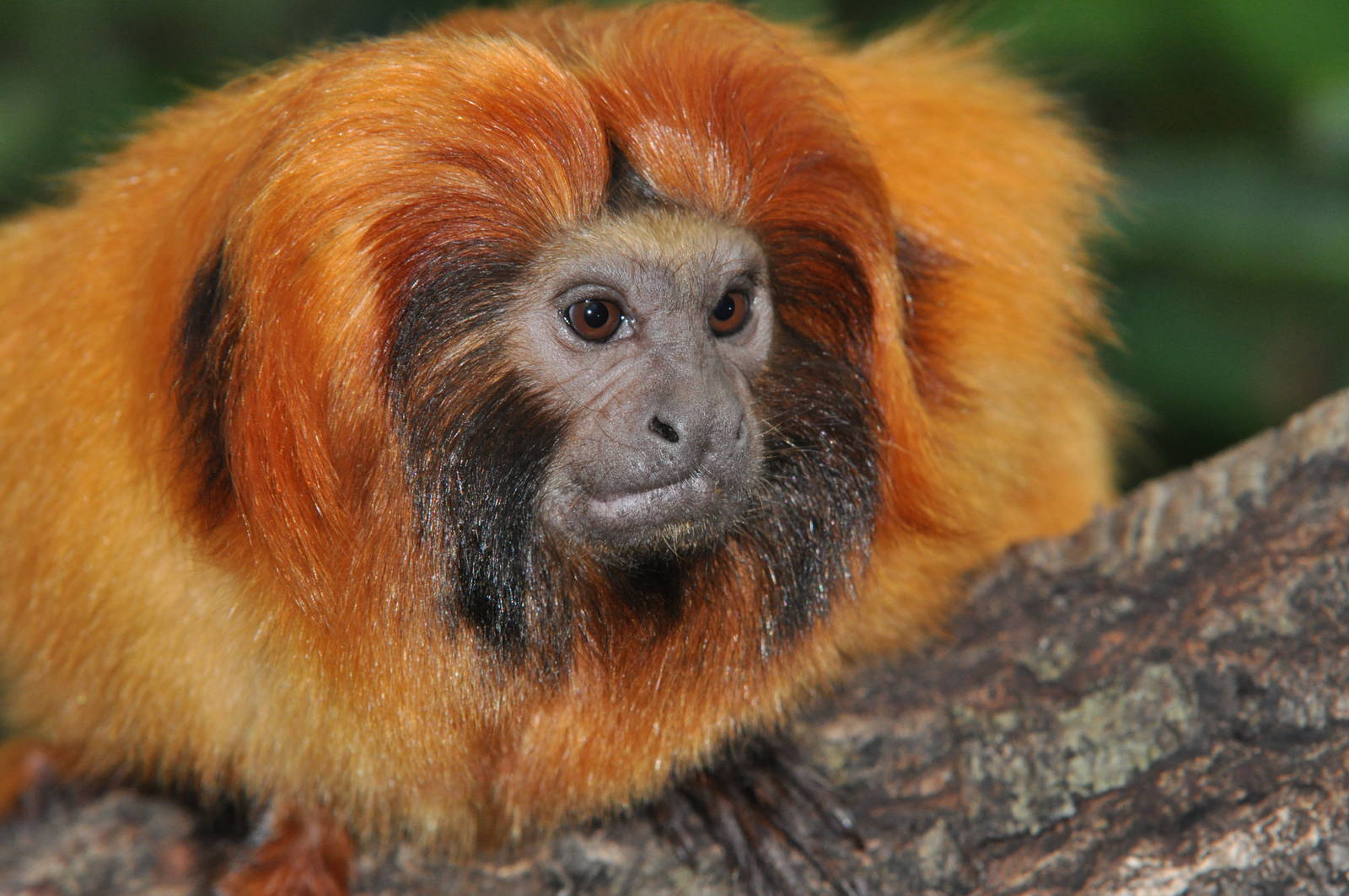 Golden lion tamarin