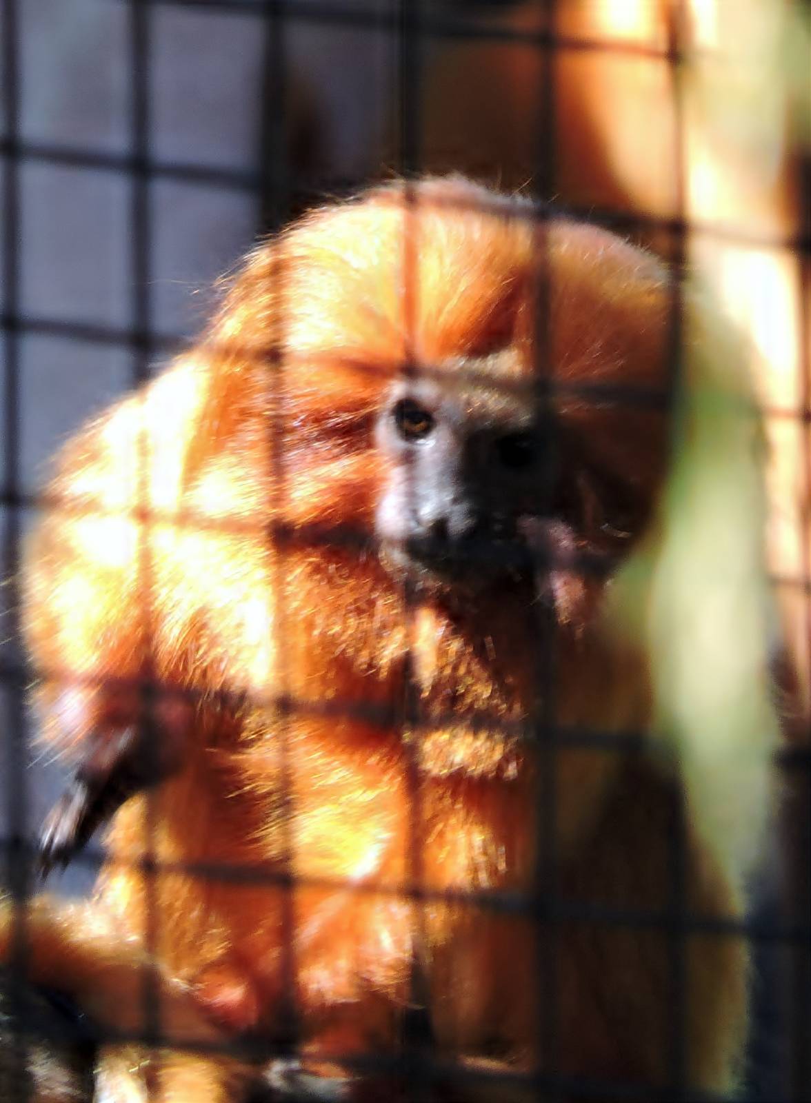 Golden Lion Tamarin