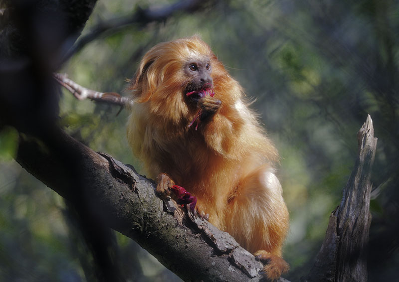 Golden lion tamarin