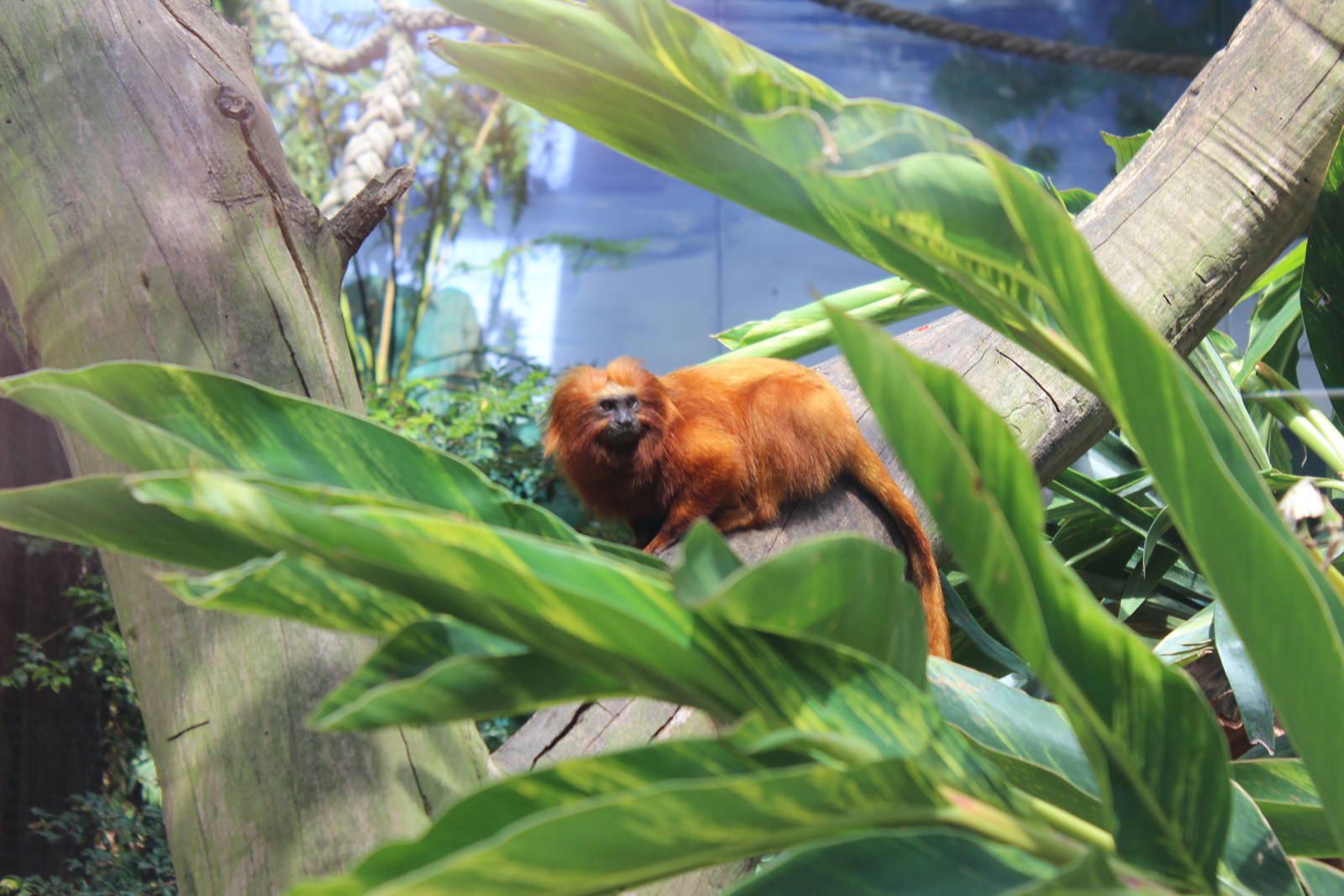 Golden Lion Tamarin