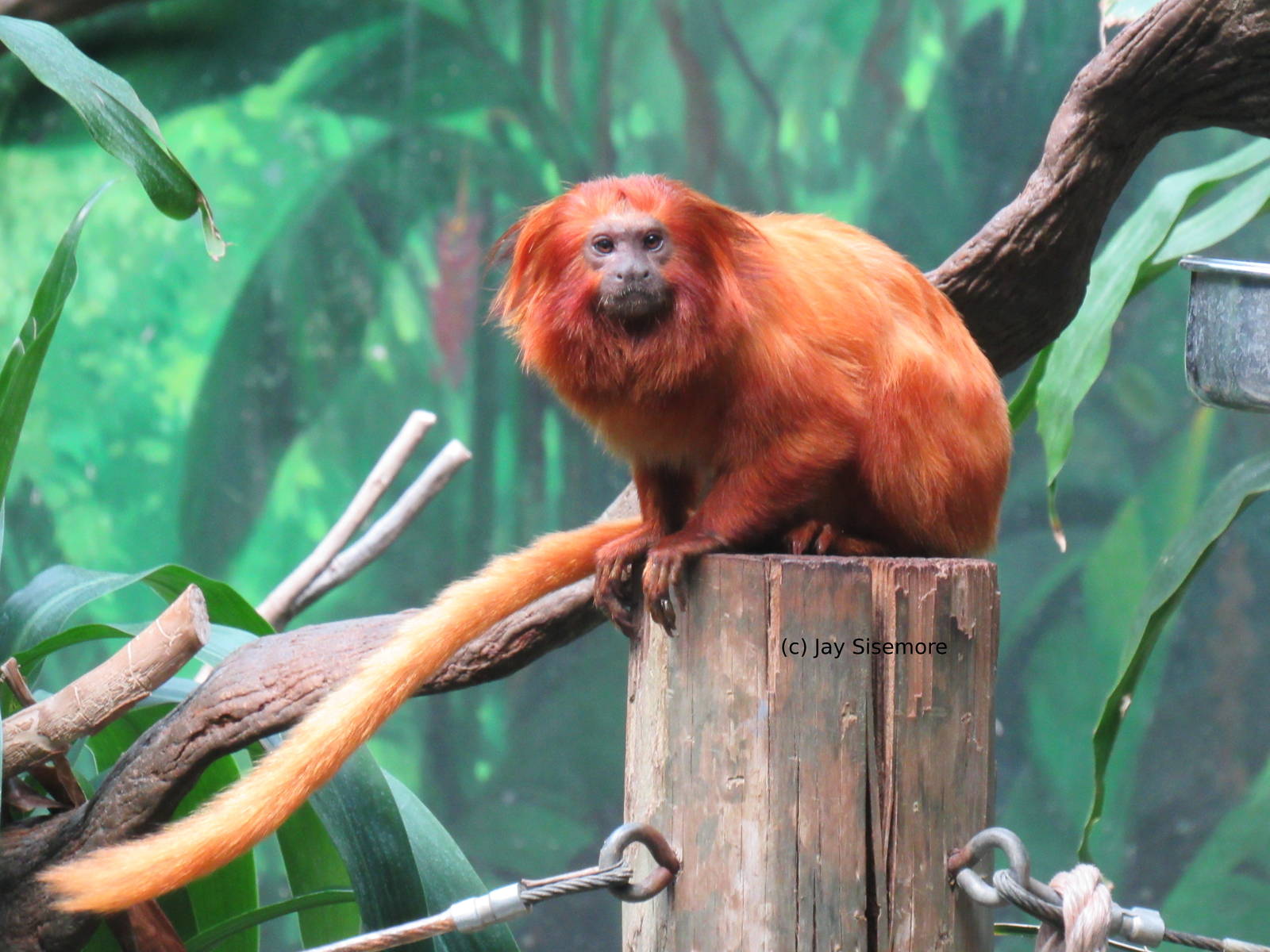 Golden Lion Tamarin