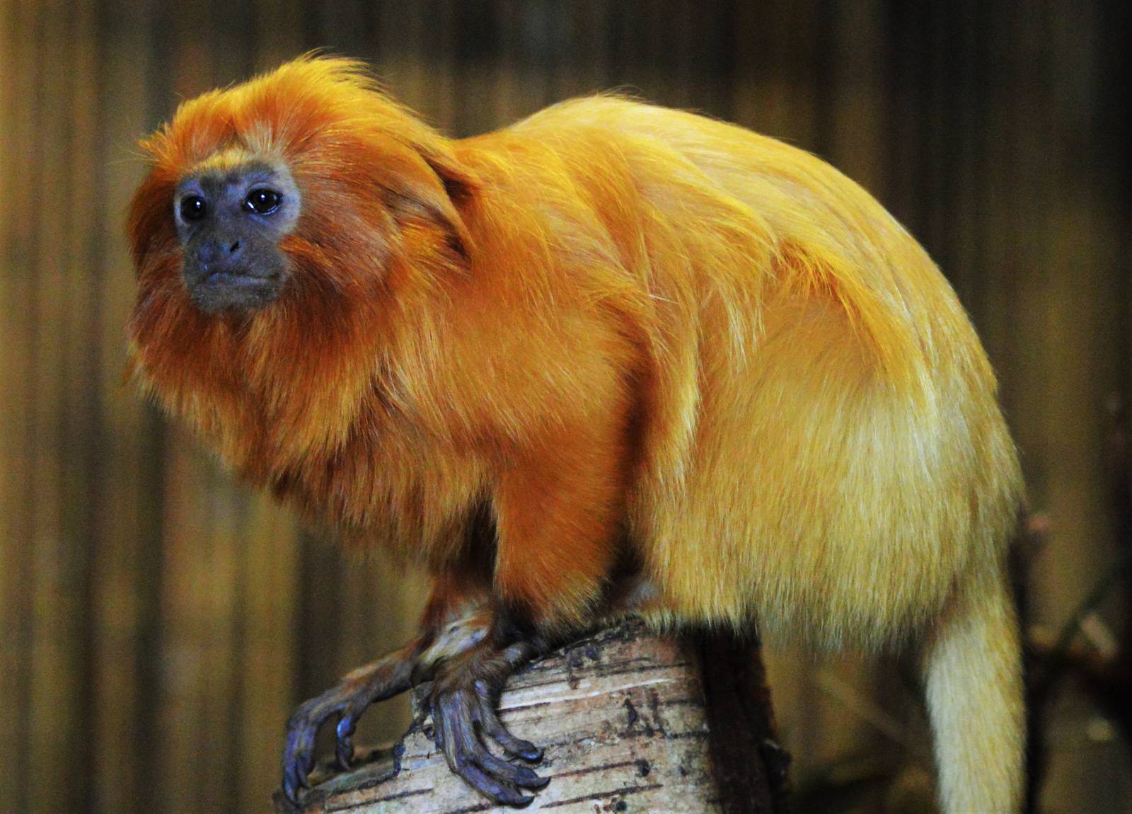Golden Lion Tamarin