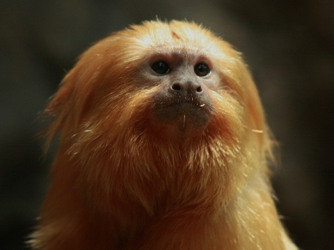 Golden Lion Tamarin