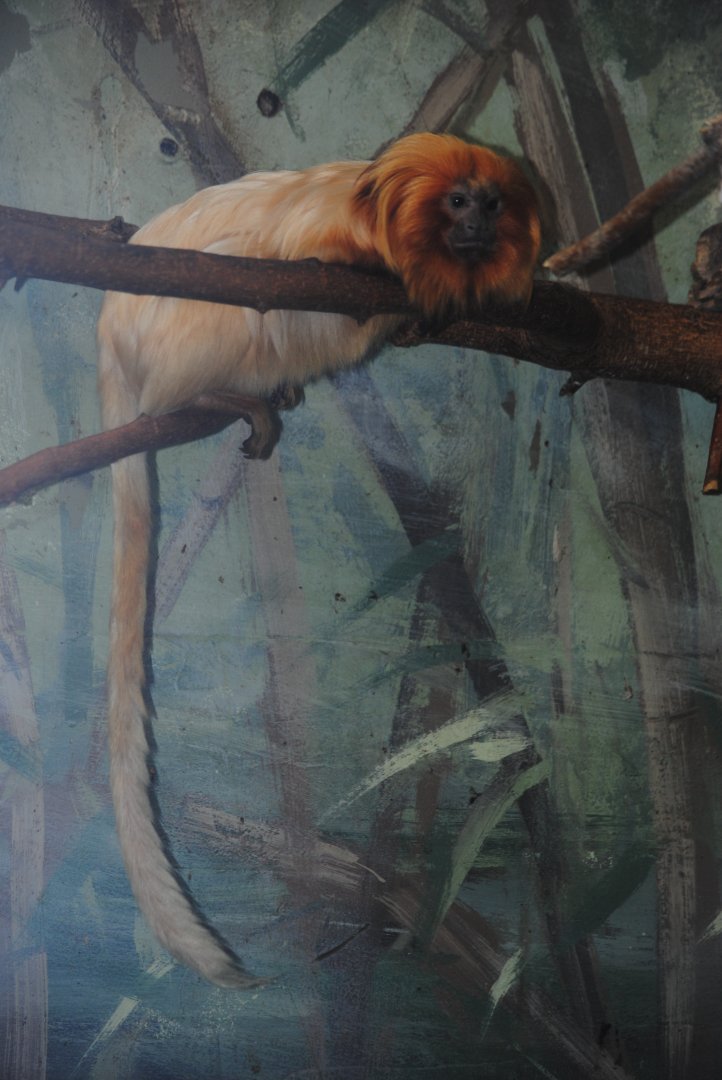 Golden Lion Tamarin