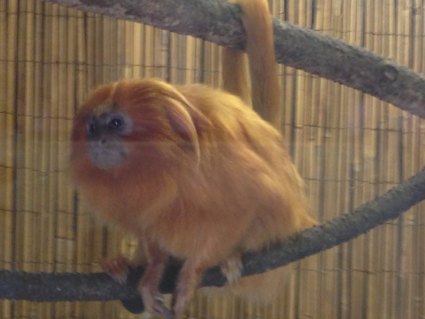 Golden-Lion Tamarin