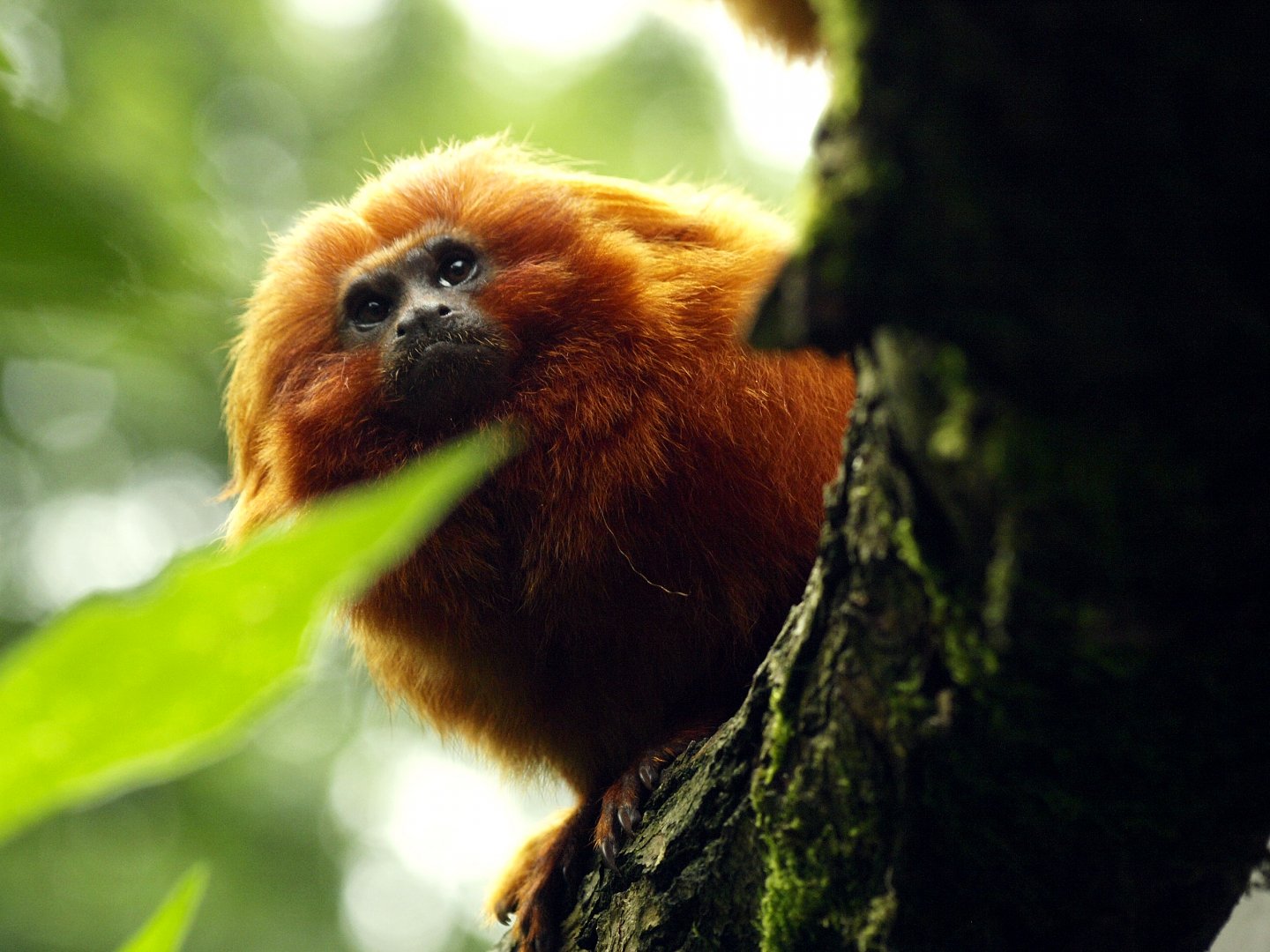 Golden lion tamarin