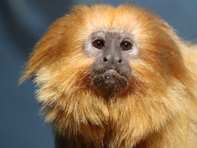 Golden Lion Tamarin