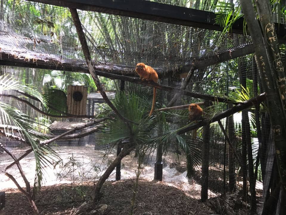 Golden Lion Tamarin