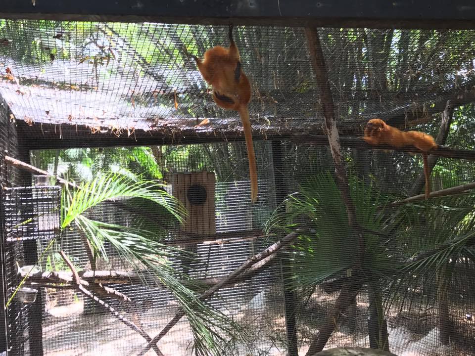 Golden Lion Tamarin