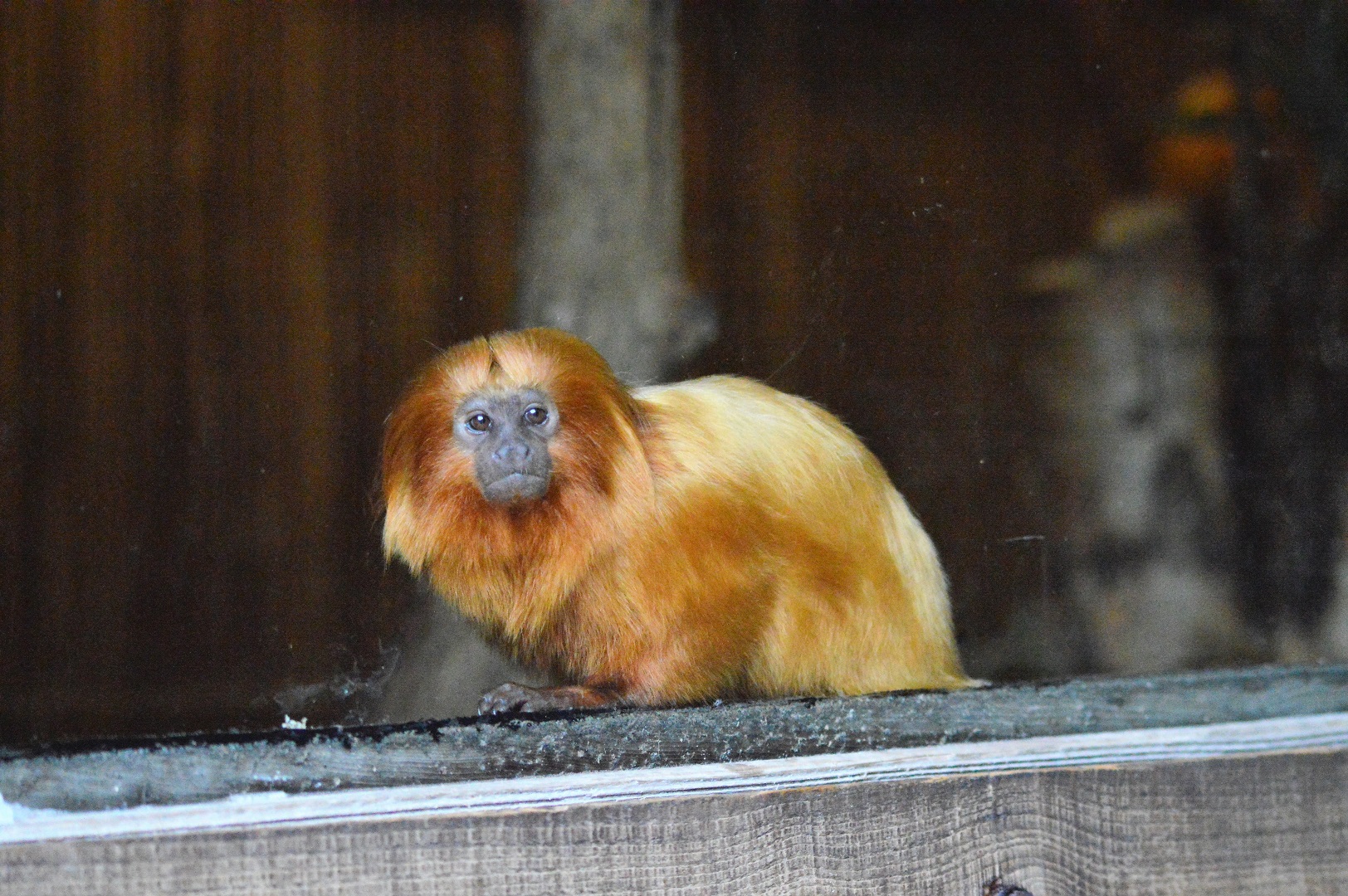 Golden lion tamarin