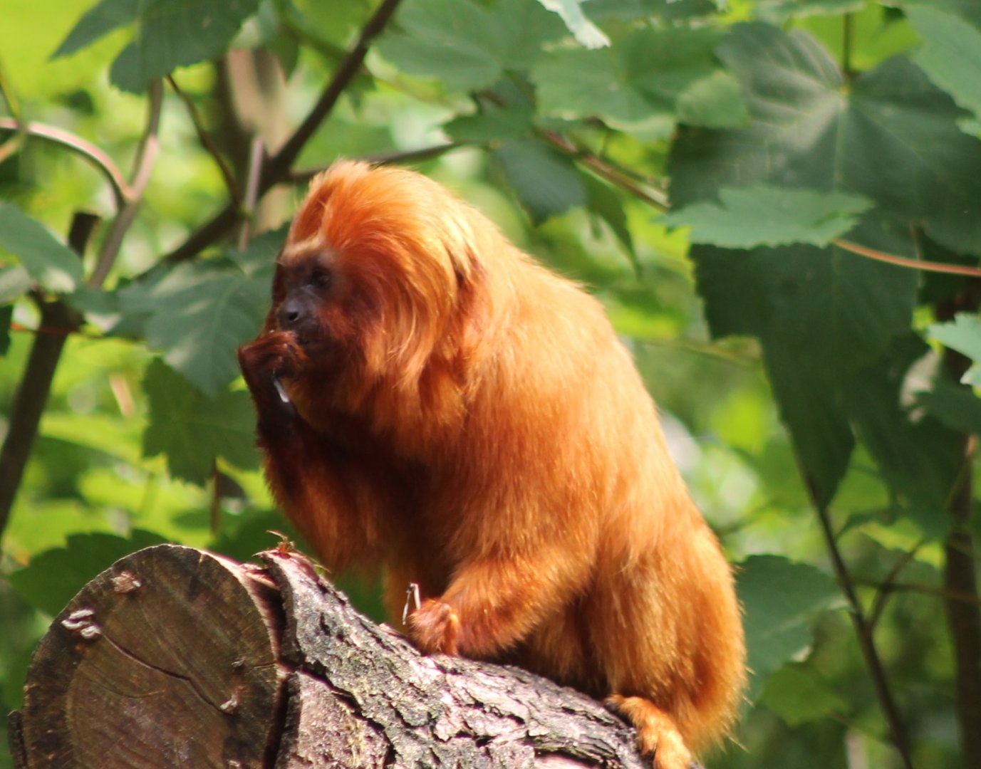 Golden lion tamarin