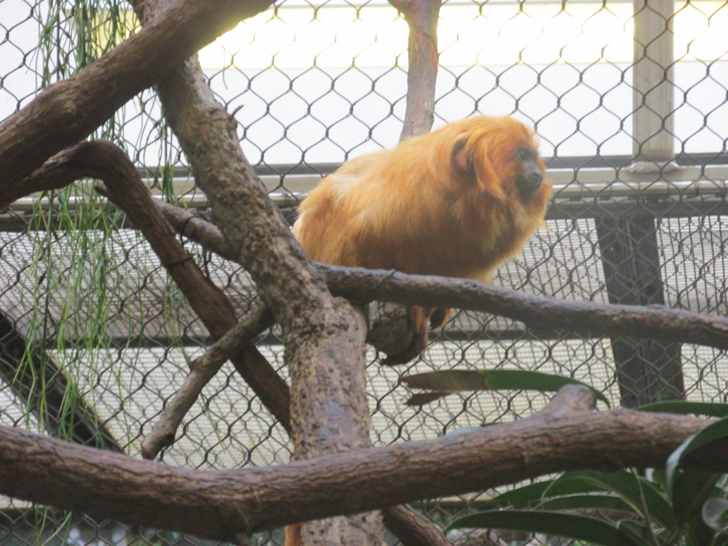 golden lion tamarin