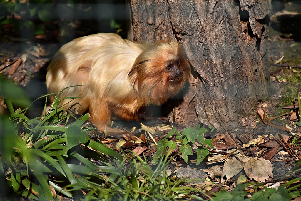 Golden lion tamarin