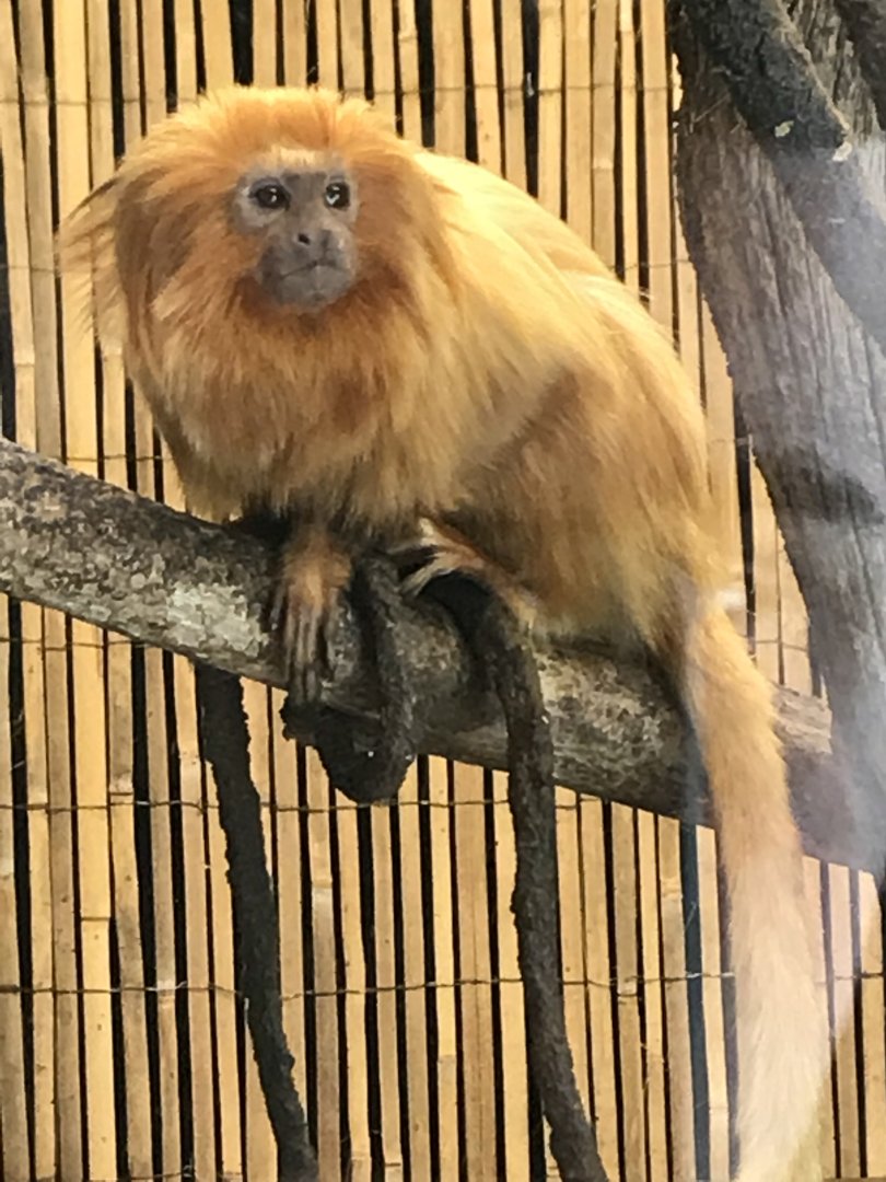 Golden lion tamarin