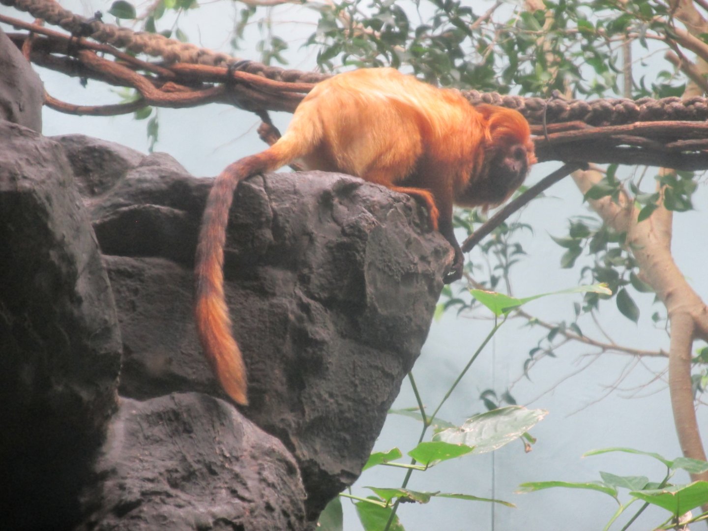 golden lion tamarin