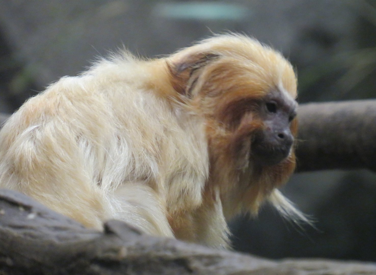 Golden lion tamarin