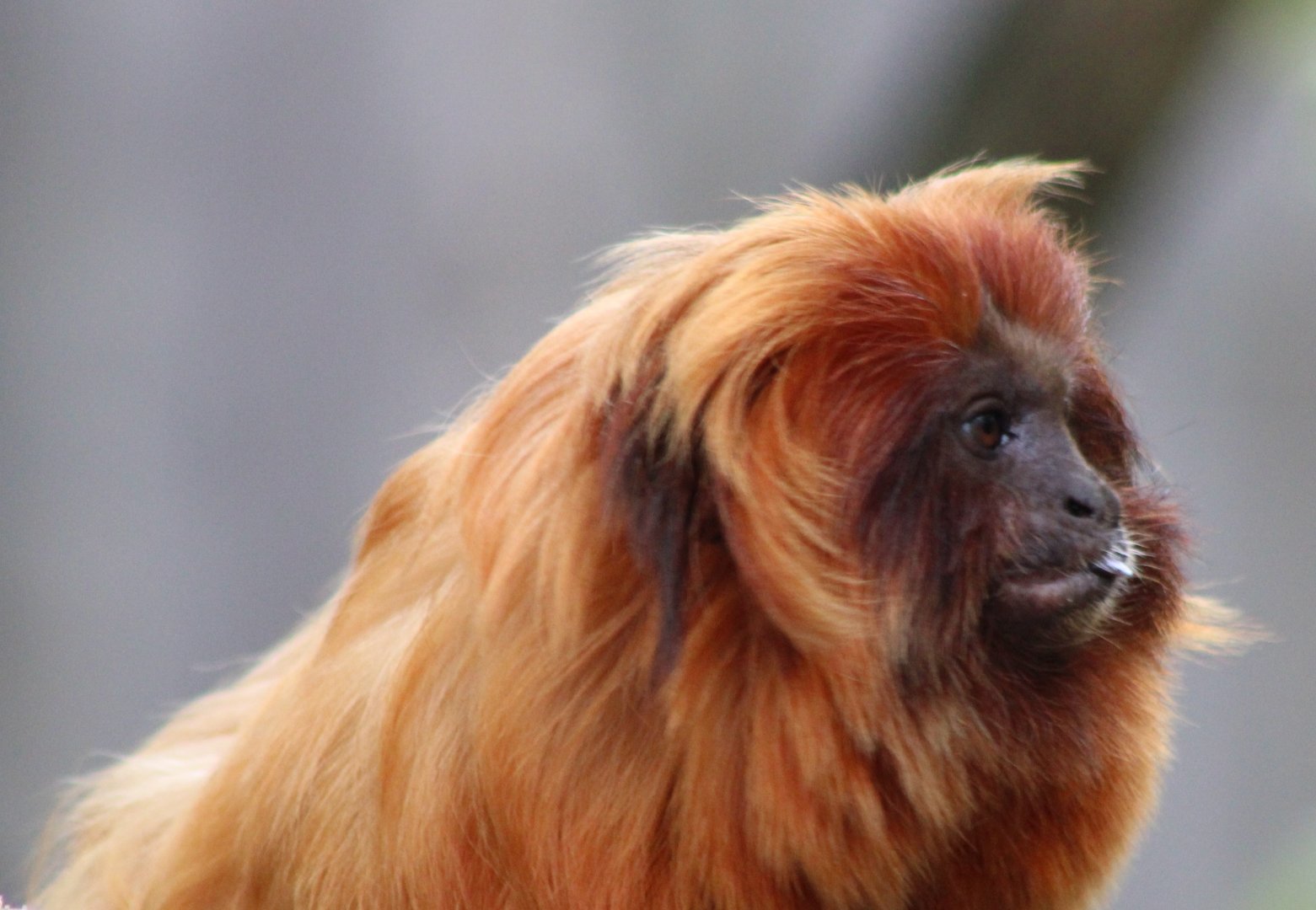 Golden lion tamarin