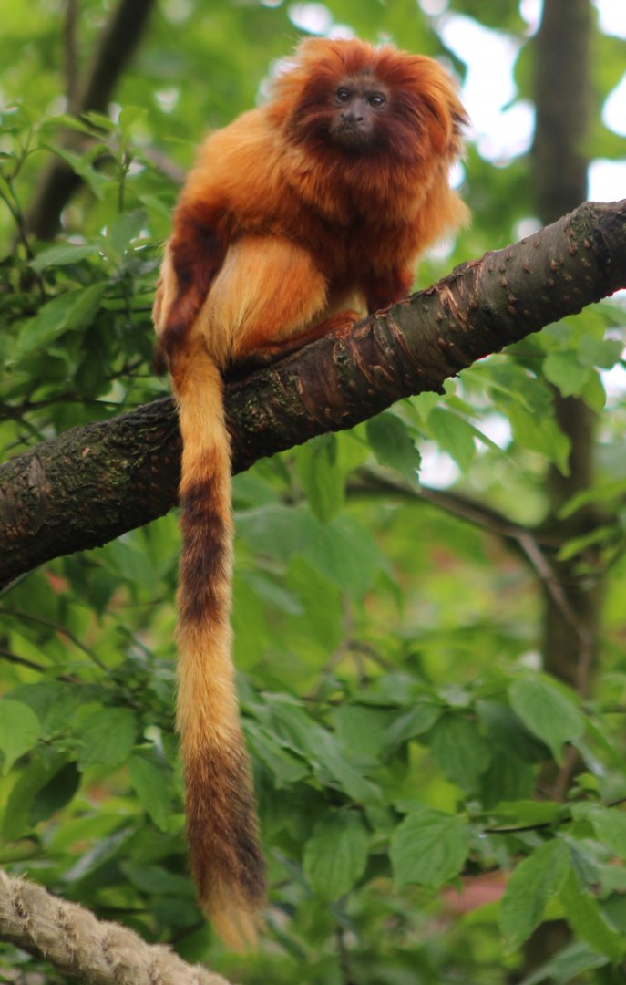 Golden lion tamarin