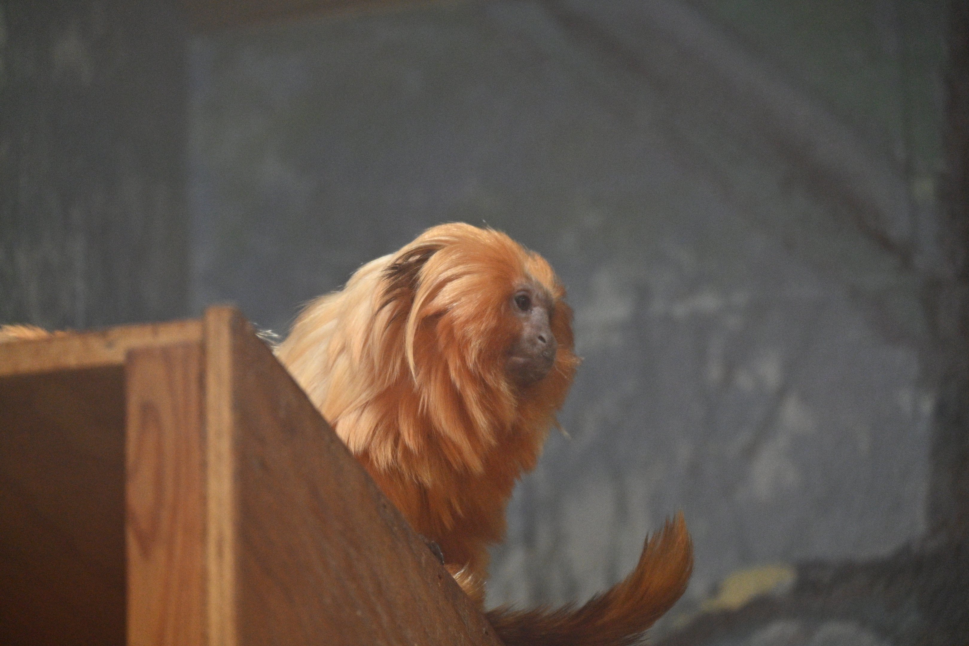Golden Lion Tamarin