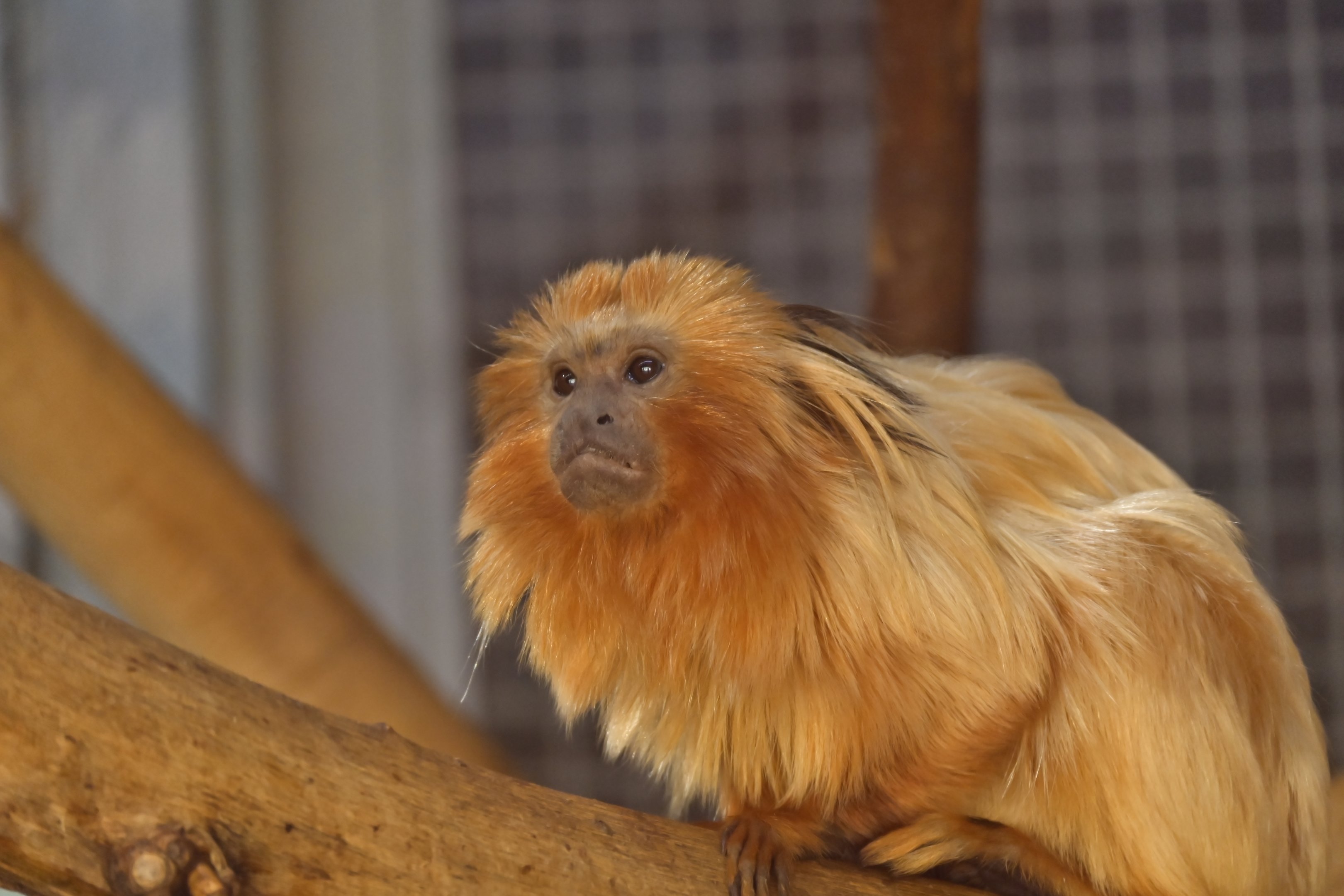 Golden Lion Tamarin