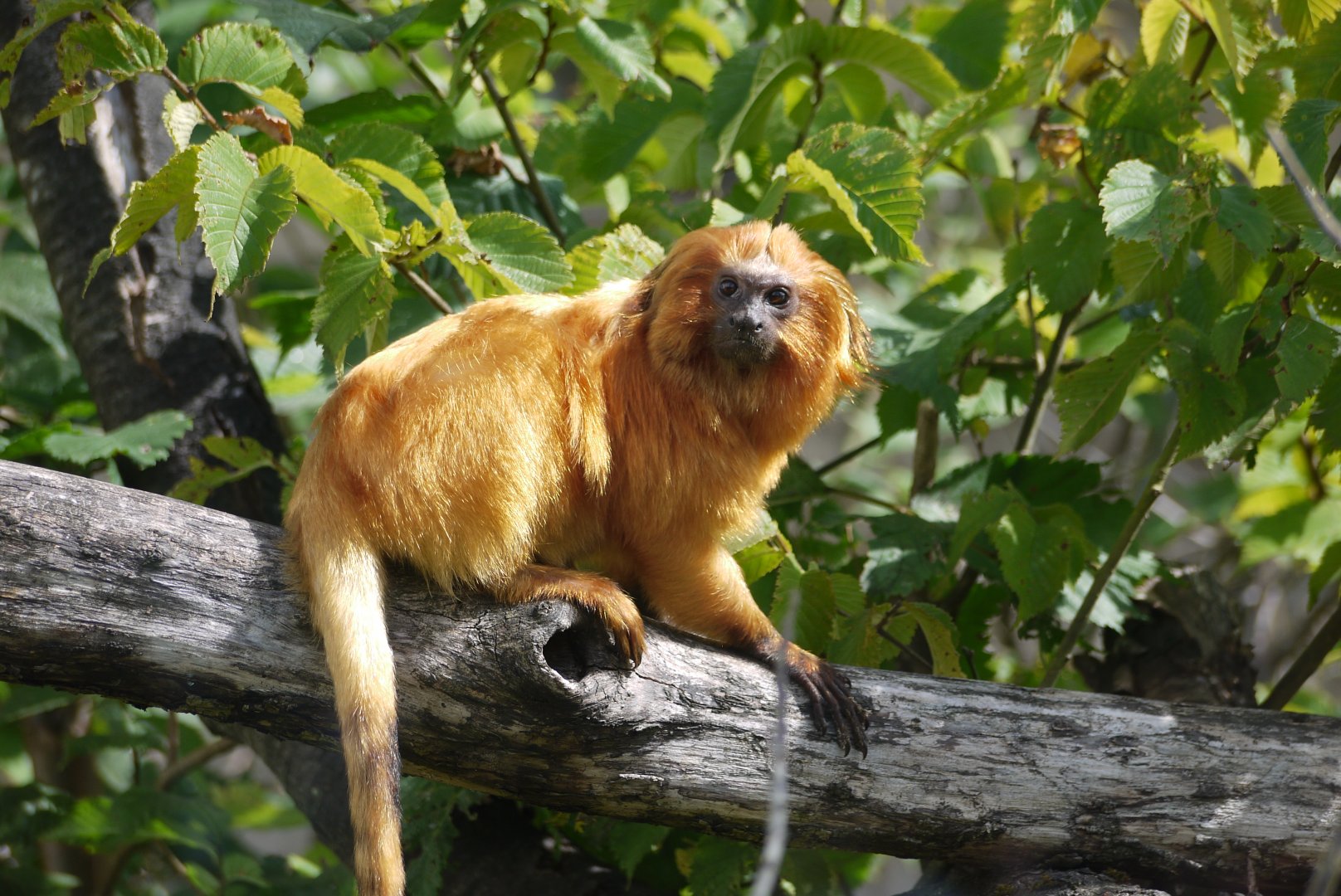 Golden Lion Tamarin