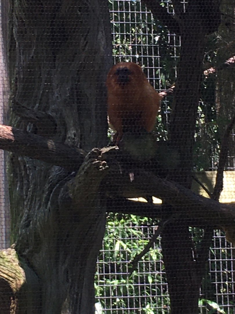 Golden Lion Tamarin