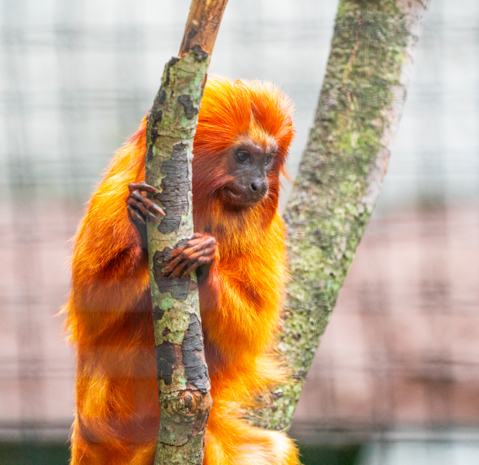 Golden Lion Tamarin