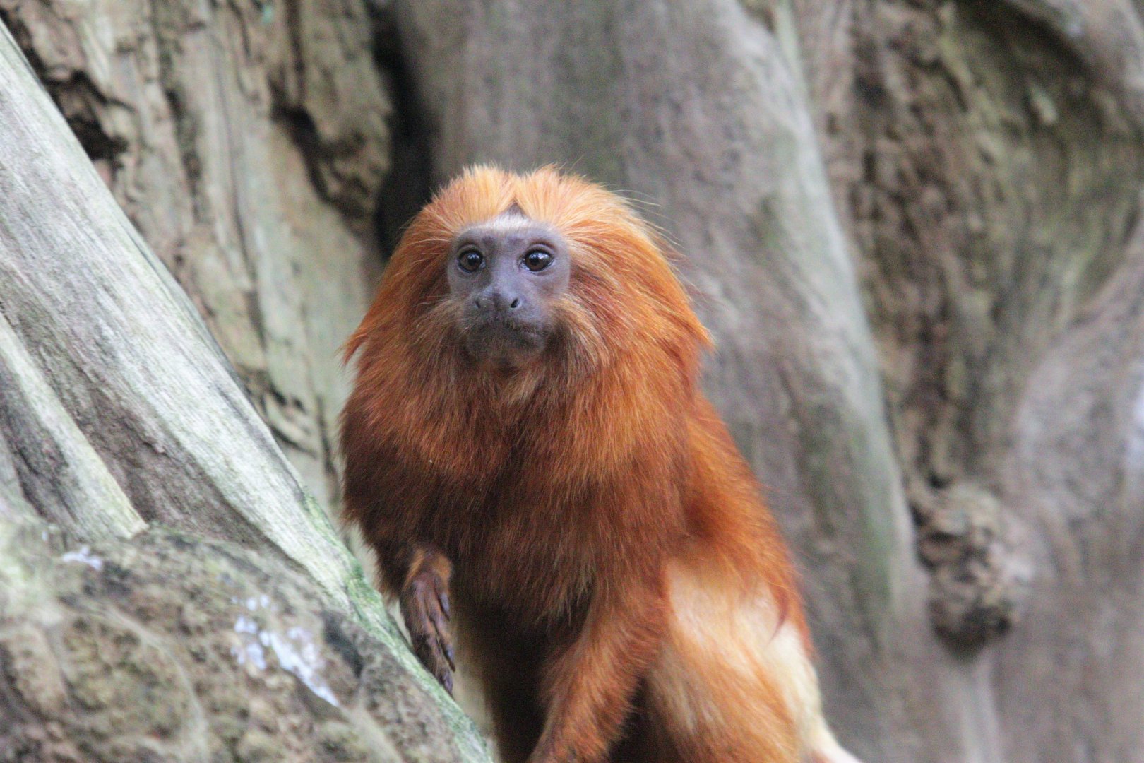 Golden lion tamarin