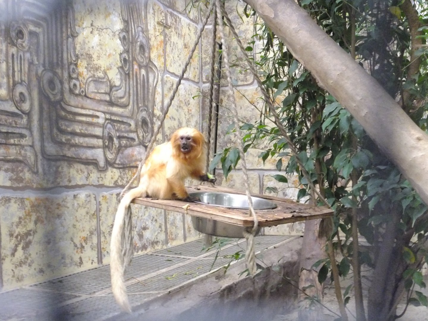 Golden lion tamarin