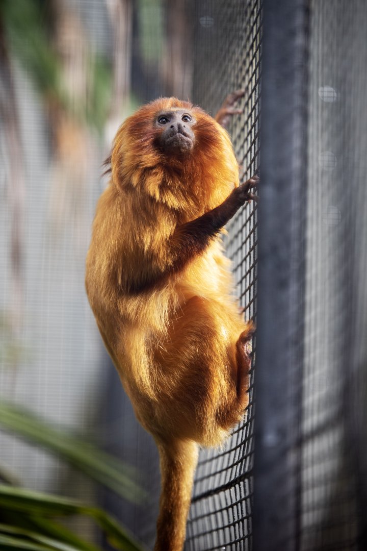 Golden lion tamarin