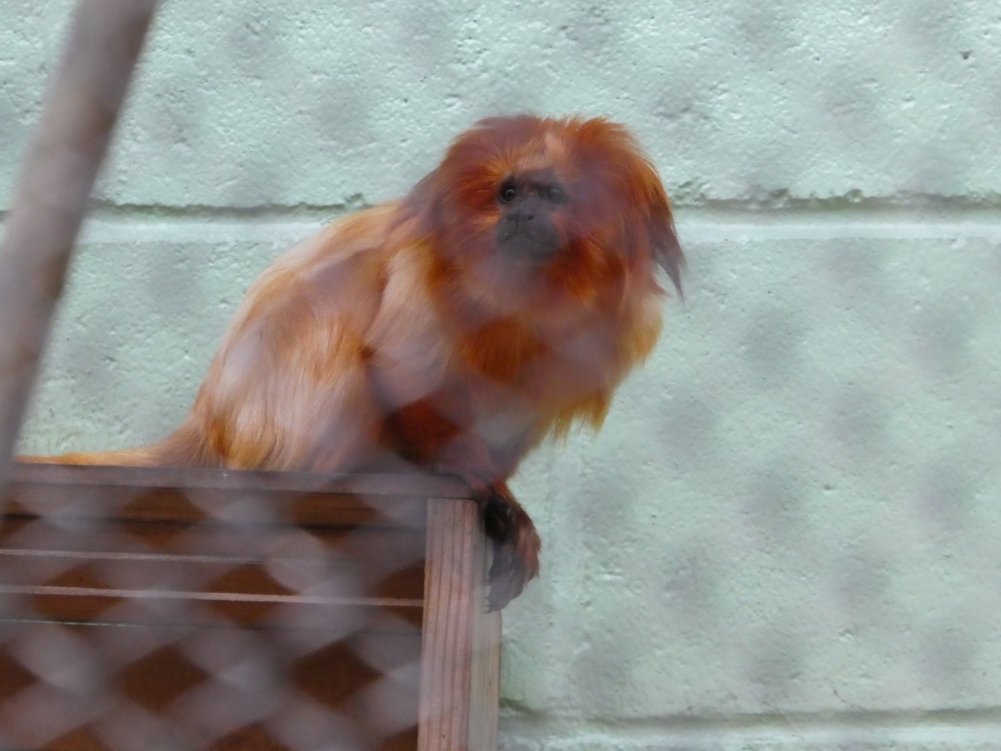 Golden Lion Tamarin