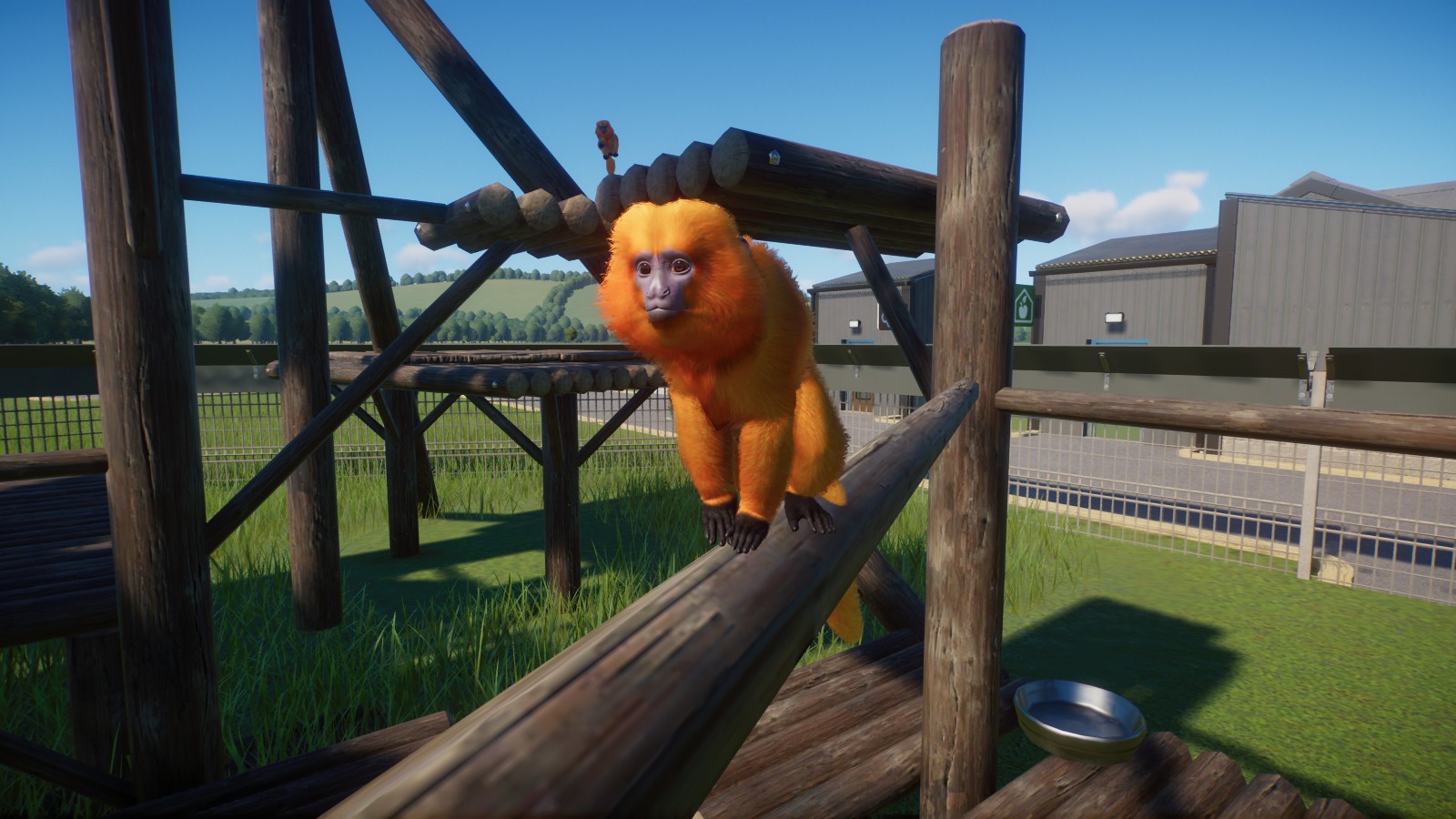 Golden Lion Tamarin