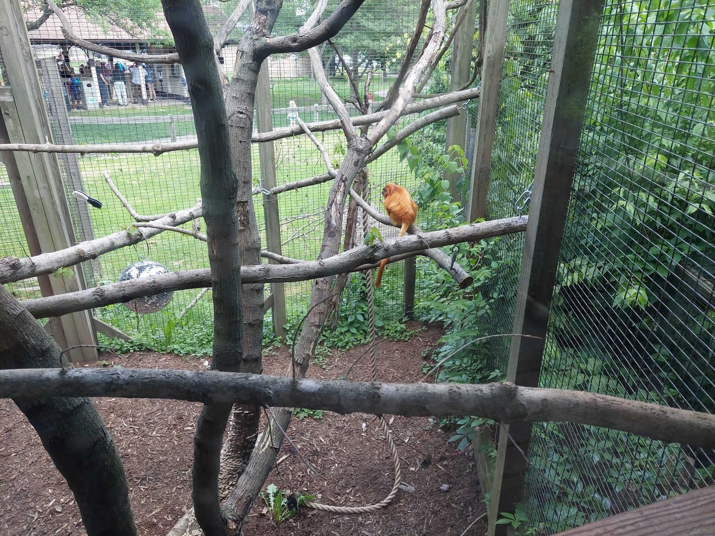 Golden Lion Tamarin