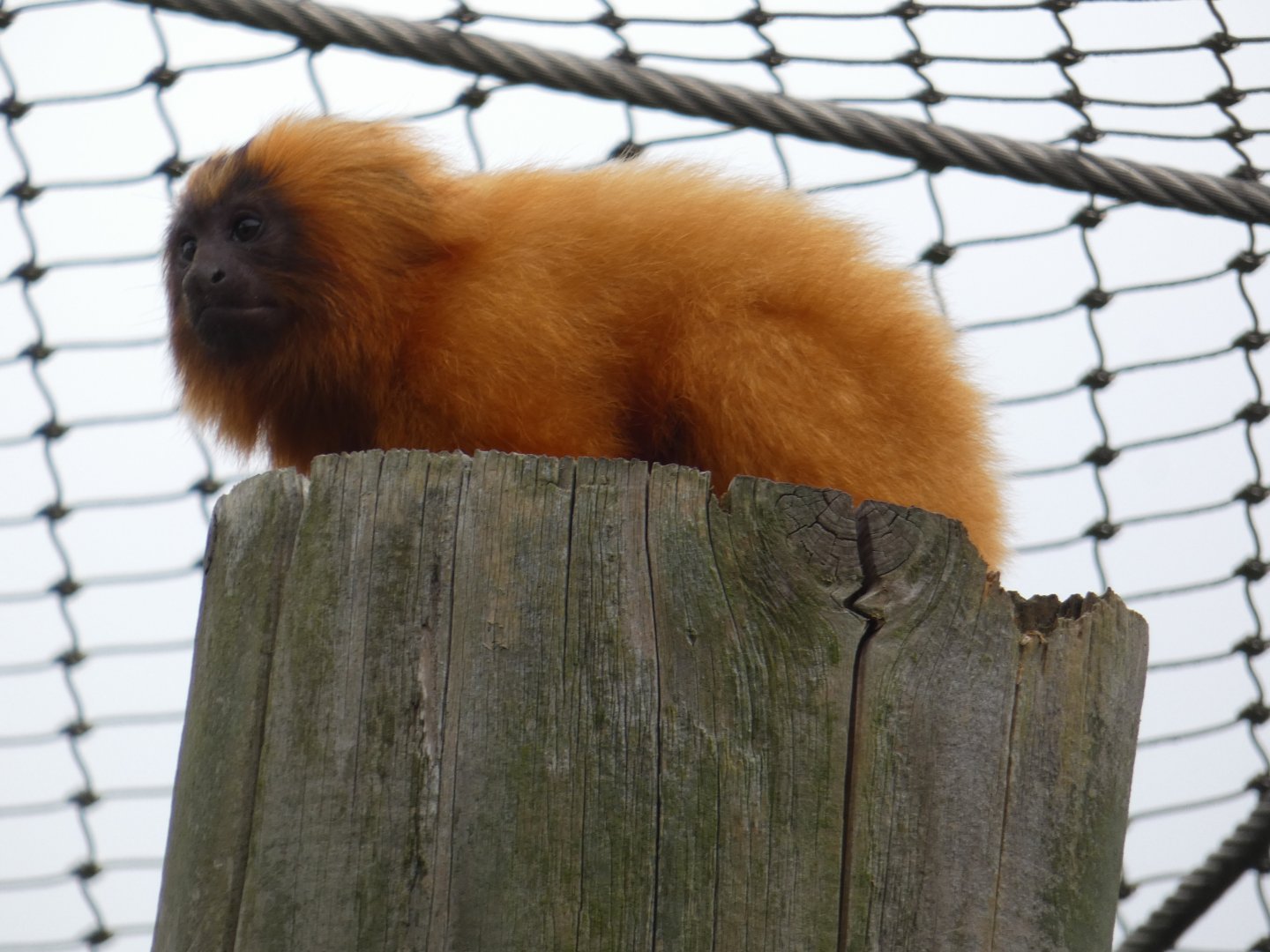 Golden lion tamarin