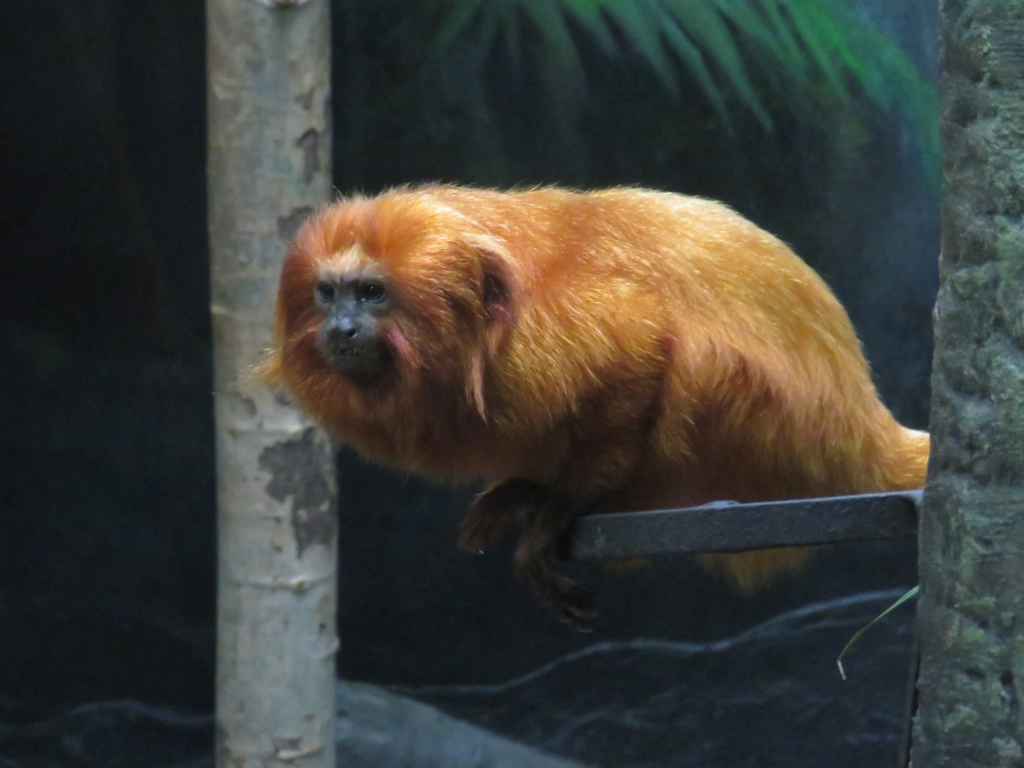 Golden lion tamarin