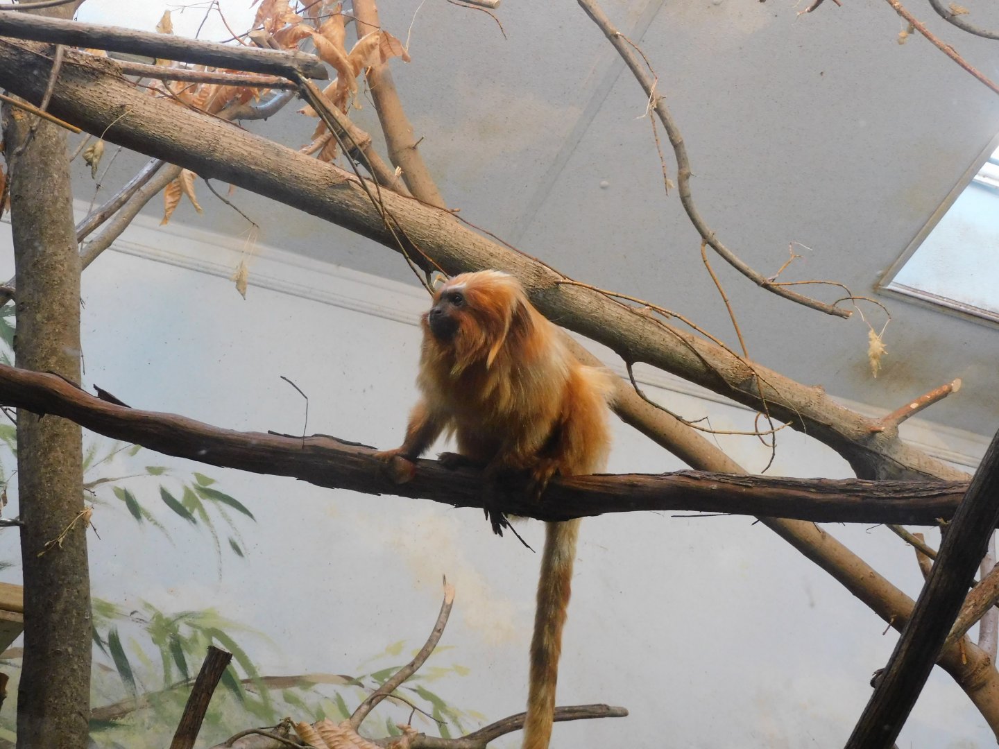 Golden lion tamarin